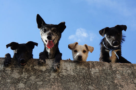 3 Questions to Ask Before Getting Your Second Dog⠀