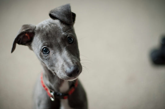5 ‘Puppy Essentials’ you must know if you plan on getting a new puppy