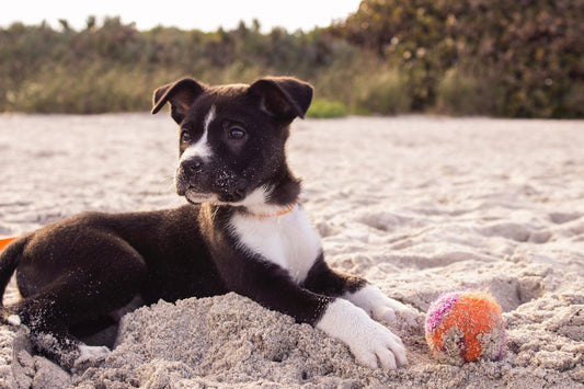5 common mistakes dog owners make