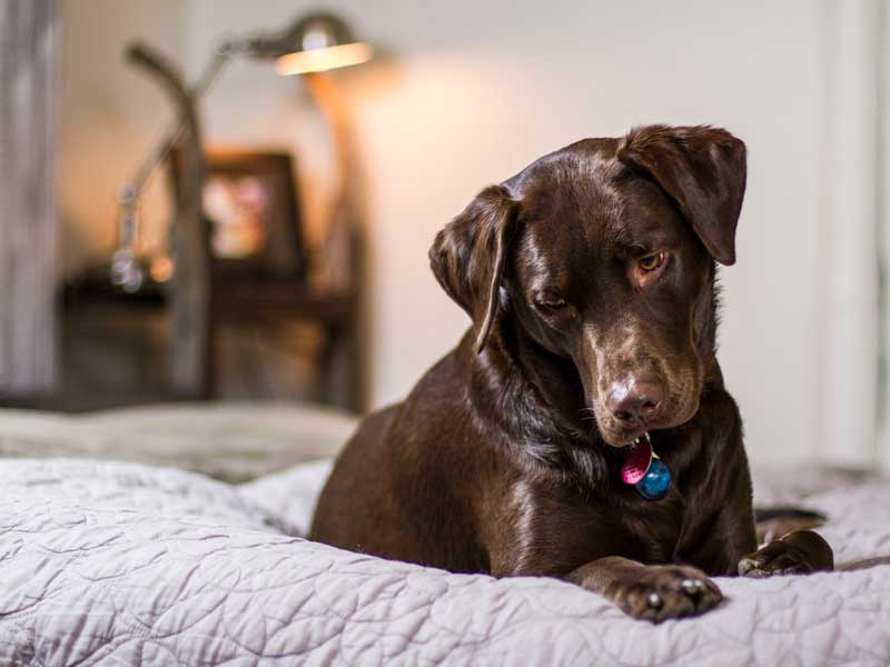 Do You Love Your Dogs But Are Concerned About Their Abnormal Chewing Activity?