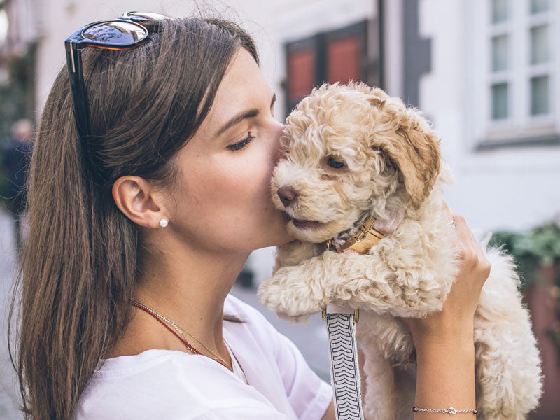 5 points to research before getting a new dog