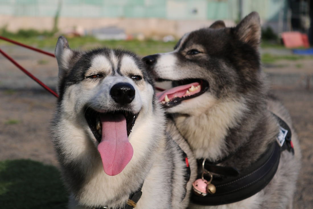 a couple of dogs standing next to each other