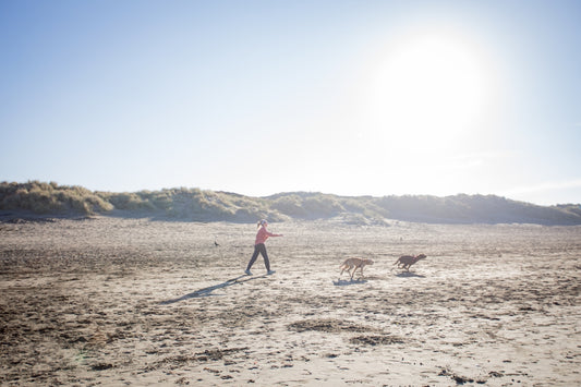 a person and two dogs on a beach