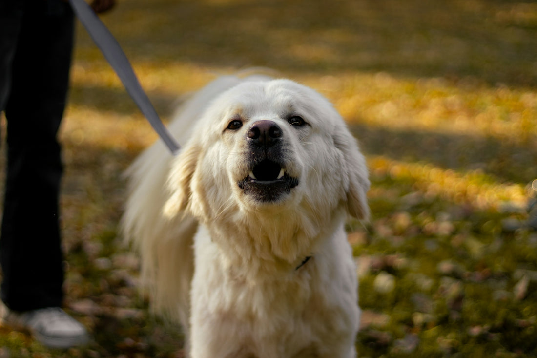 a close up of a dog on a leash
