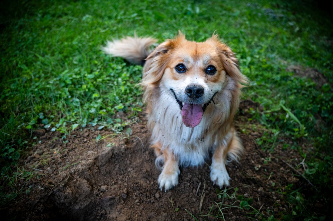 A brown and white dog sitting on top of a green field