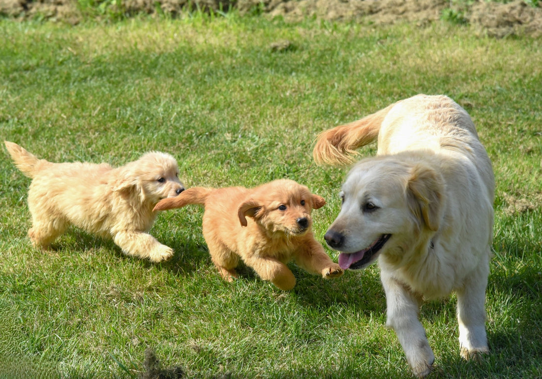A group of dogs playing in the grass