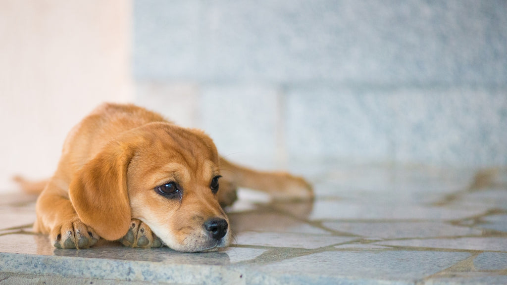A sad puppy lays down on the floor.
