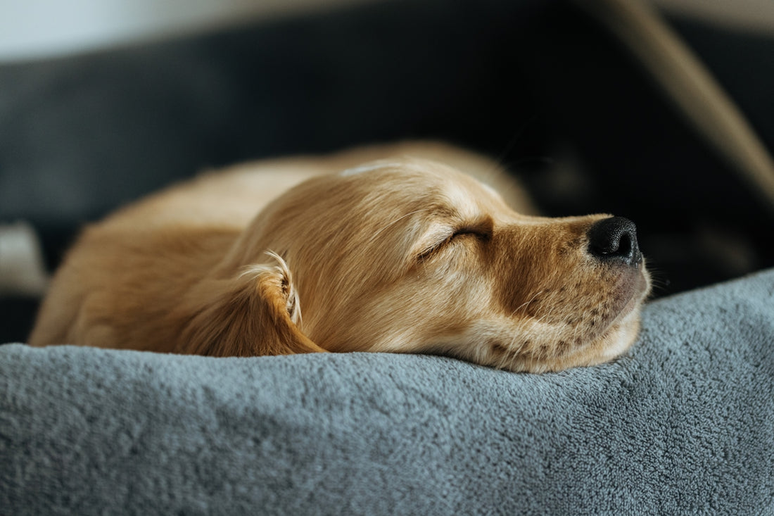 A golden retriever puppy sleeping peacefully in its bed.
