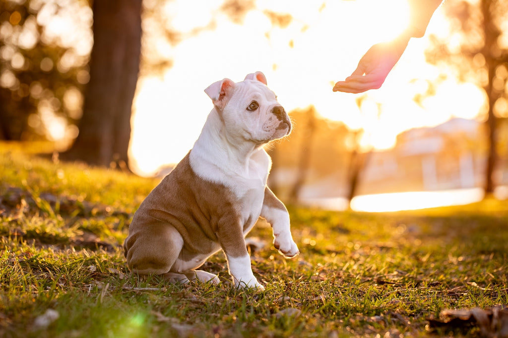 Puppy reaching for a hand at sunset
