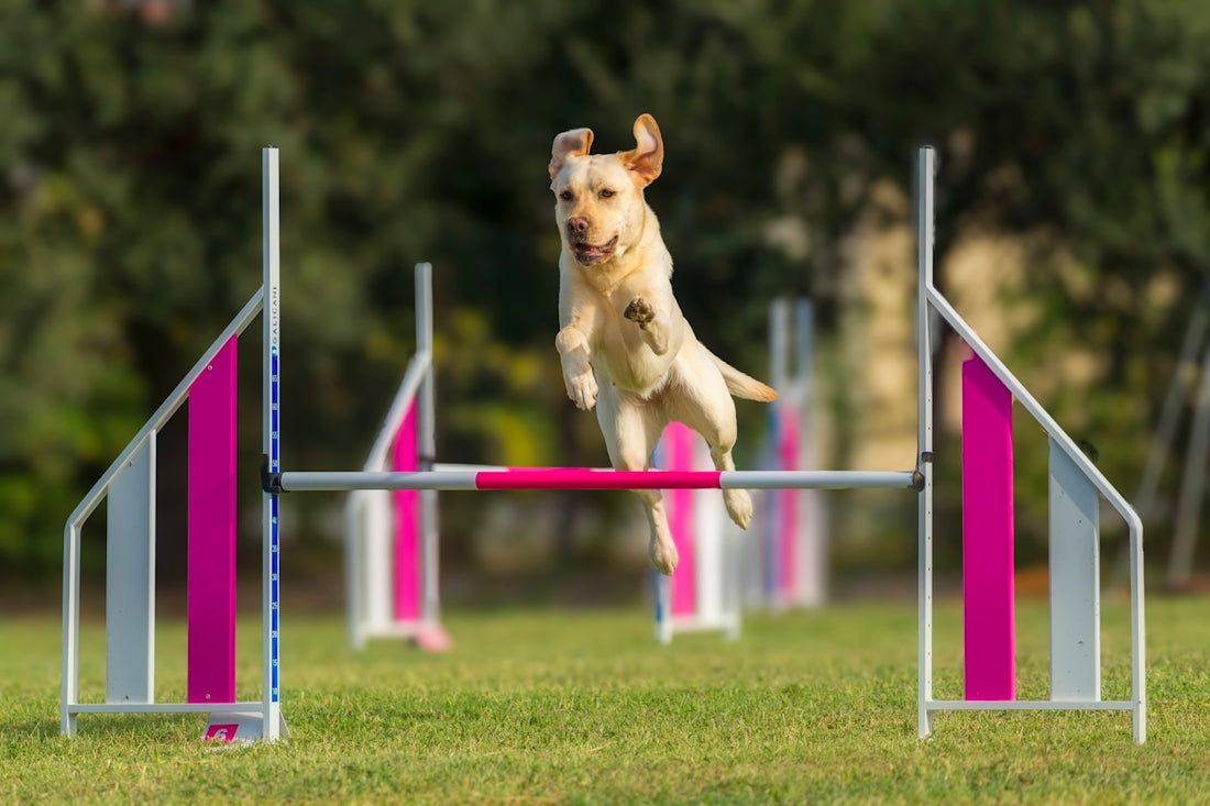 A yellow lab jumps over an agility bar