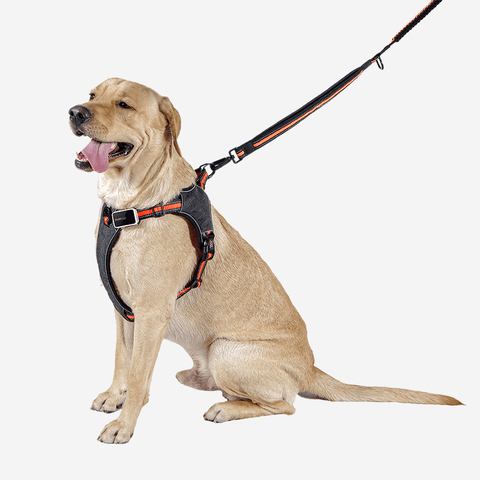 Pawfit Dog Leash