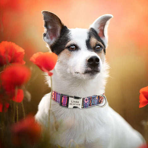 Lynx Personalised Dog Collar Laser Engraved Dog Nation