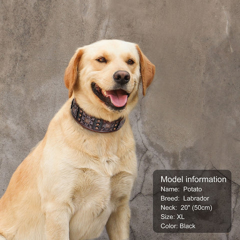 Canis Wide Rivets Decorated Genuine Leather Dog Collar Dog Nation