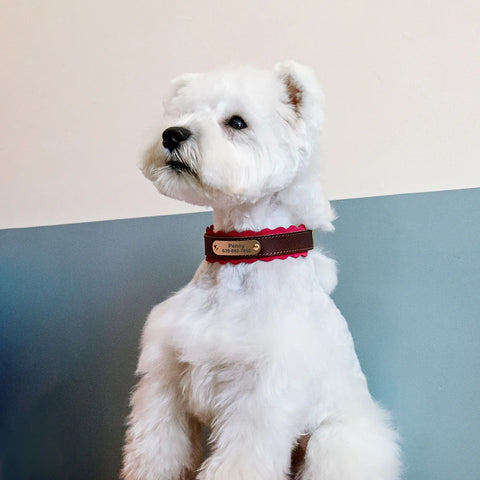 Triton Personalised Dog Collar Genuine Leather