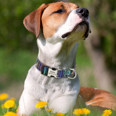 Lynx Personalised Dog Collar Laser Engraved Dog Nation