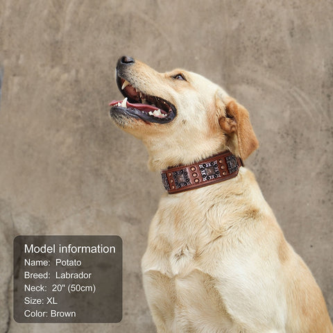 Canis Wide Rivets Decorated Genuine Leather Dog Collar Dog Nation