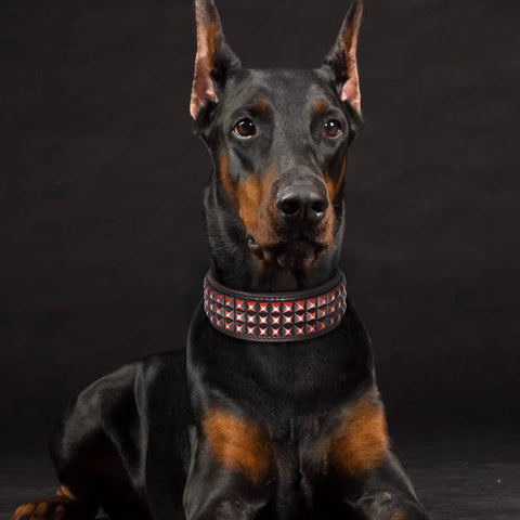 Titan Luxurious Wide Studded Dog Collar Genuine Leather