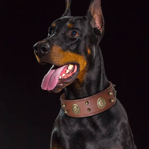 Casper Wide Studded Dog Collar Genuine Leather