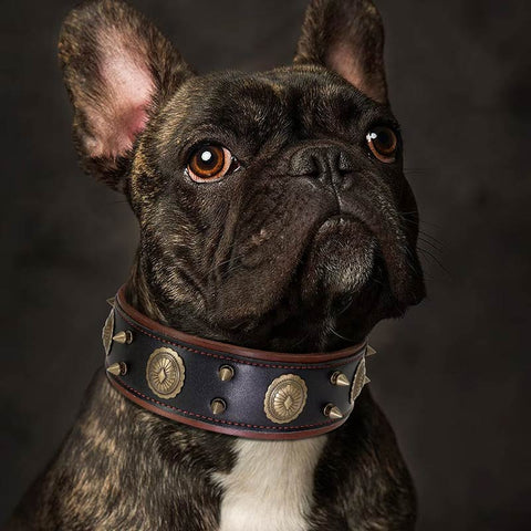 Casper Wide Studded Dog Collar Genuine Leather