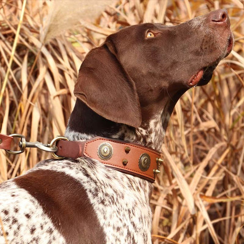 Casper Wide Studded Dog Collar Genuine Leather