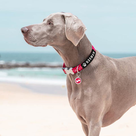 Custom Paw Dog Name Patches Embroidered Velcro Back