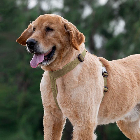 Trail Runner Dog H-Harness