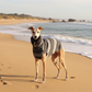 Greyhound in Actual Product Coat on Autumn Beach