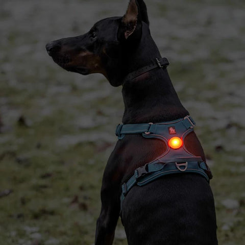 Rechargeable LED Light for Dog Collar or Harness Water Resistant
