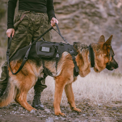 Tactical Dog Bungee Leash