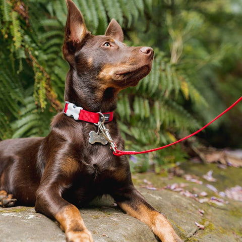 Dog Collar Plain Nylon