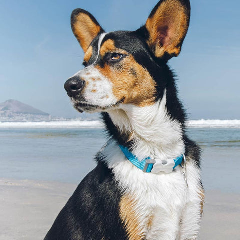 Dog Collar Plain Nylon