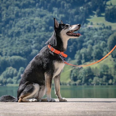 VIVID Waterproof Dog Collar