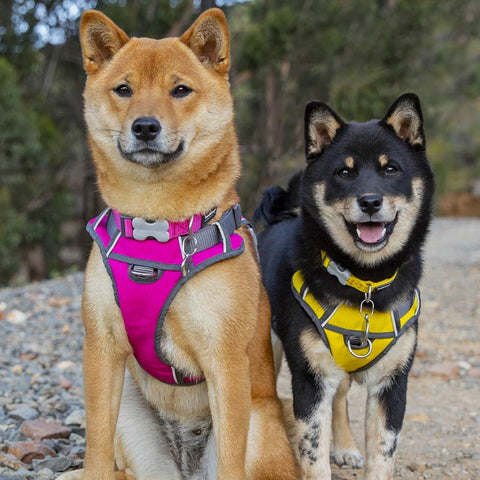 Padded Dog Harness Red Dingo