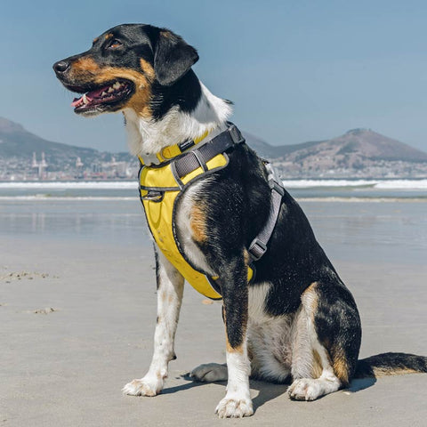 Padded Dog Harness Red Dingo