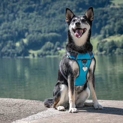 Padded Dog Harness Red Dingo