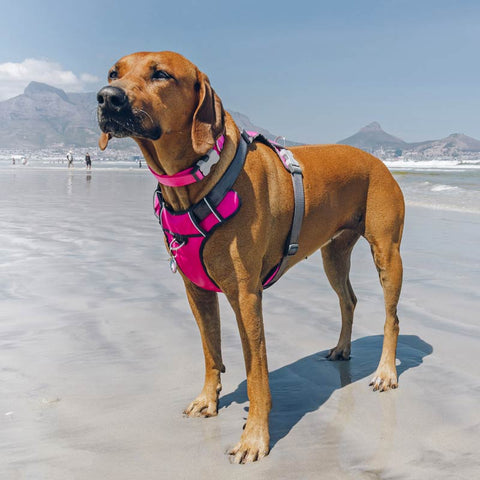 Padded Dog Harness Red Dingo
