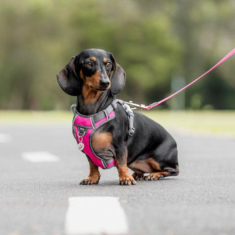Padded Dog Harness Red Dingo