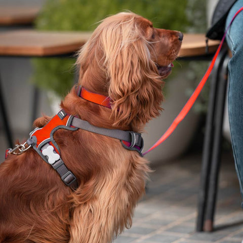 Padded Dog Harness Red Dingo
