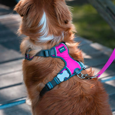 Padded Dog Harness Red Dingo