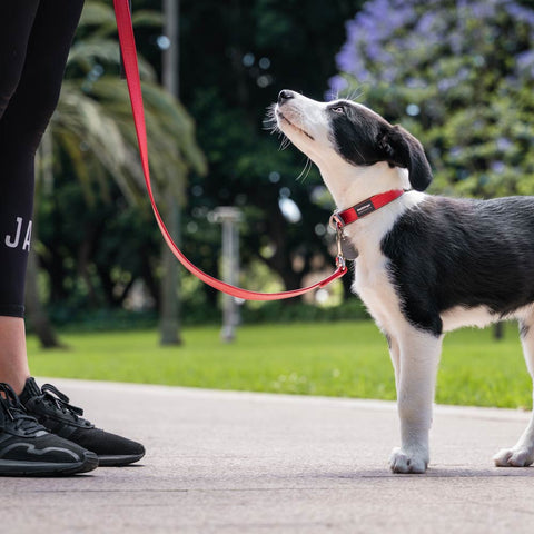 Elegant Vegan Leather Dog Collar