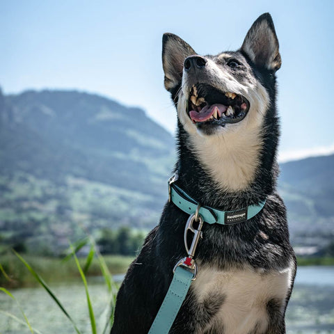Elegant Vegan Leather Dog Collar