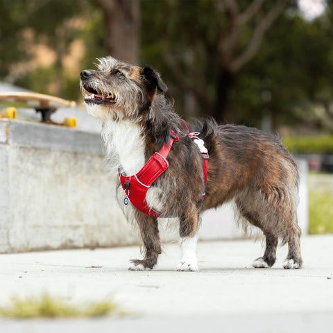Sport Harness with Handle Red Dingo