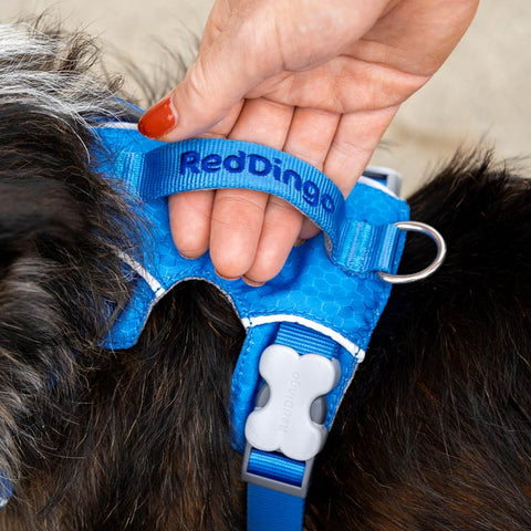 Sport Harness with Handle Red Dingo