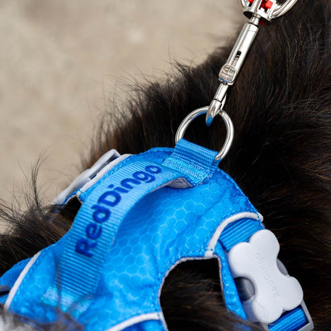 Sport Harness with Handle Red Dingo