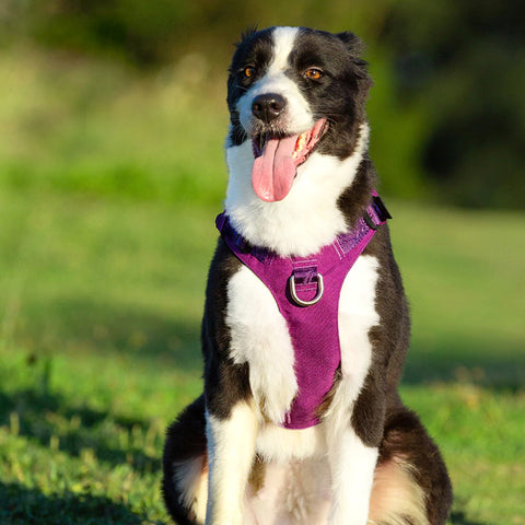 Escape Proof Dog Harness Double-H Waterproof Dog Nation