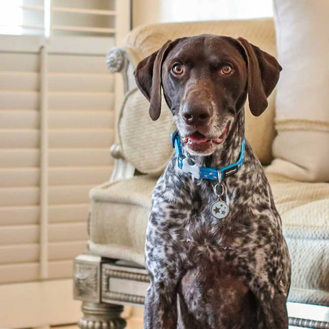 Dog Collar Star Turquoise Dog Nation