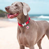 Dog ID Tags Fish Bone Dog Nation