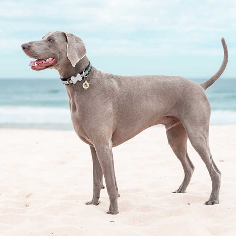 Dog Collar Bumble Bee Black Dog Nation