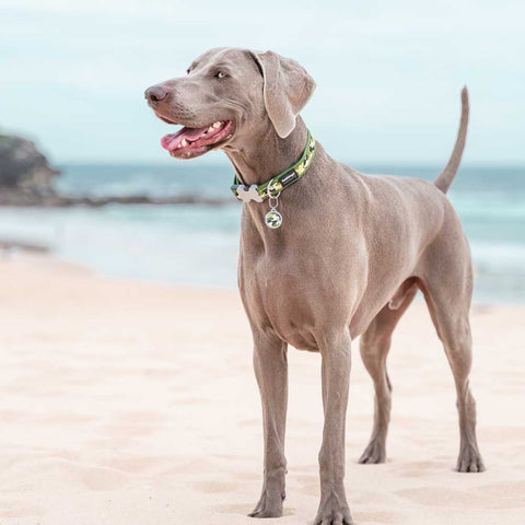 Dog Collar Camouflage Green Dog Nation