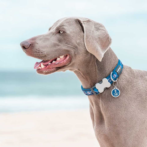 Dog Collar Nautical Navy Dog Nation